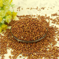 Red Sorghum With High Quality And Cooperate Price From China